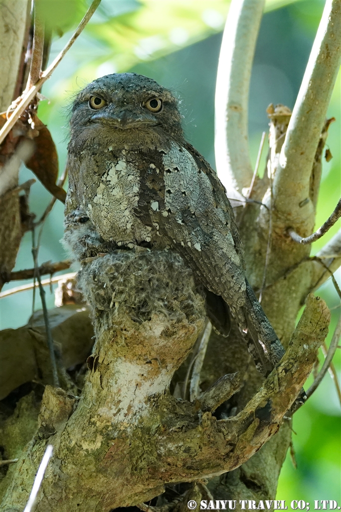 セイロンガマグチヨタカ　巣　オス　雛　Sri Lanka frogmouth　 Ceylon frogmouth (2)