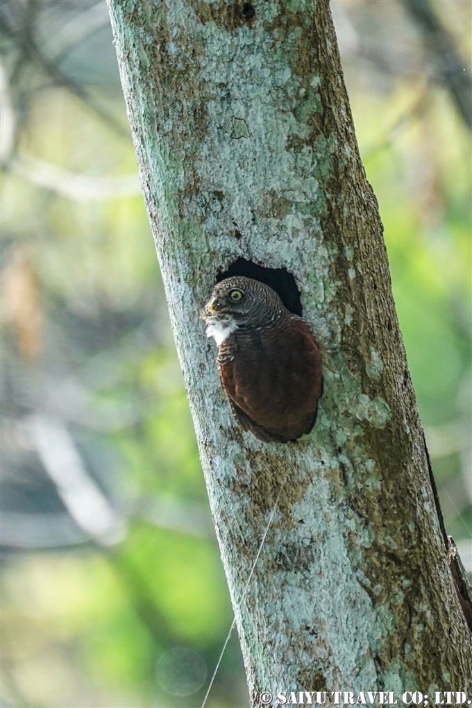 クリスズメフクロウ　Chestnut-backed owlet　スリランカ固有種 (7)