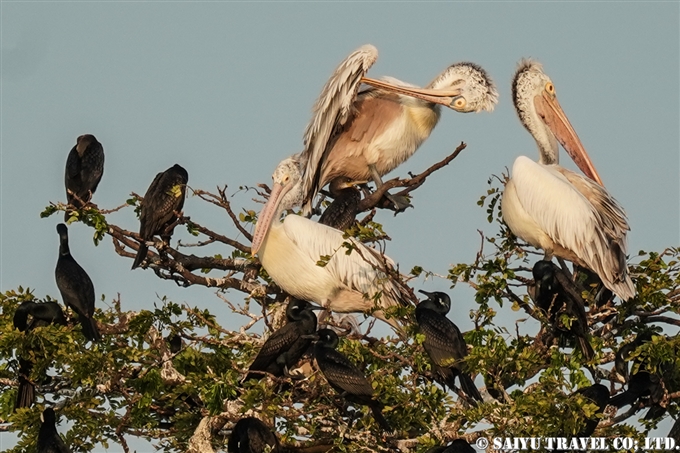 ホシバシペリカン　Spot-billed Pelican Tissa Lake ティッサ湖 (3)