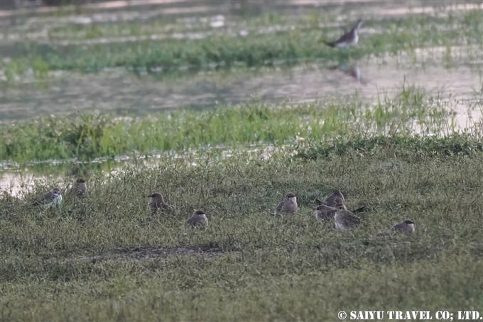 Oriental Pratincole ニシツバメチドリ　Bundala National Park　ブンダラ国立公園 (1)