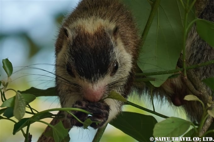 シモフリオオリス　Grizzled giant squirrel　カウダラ国立公園　Kaudulla National Park (1)