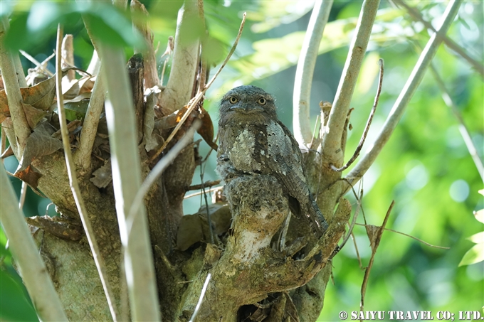 セイロンガマグチヨタカ　巣　オス　雛　Sri Lanka frogmouth　 Ceylon frogmouth (8)