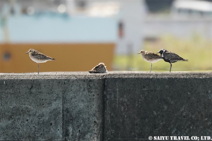 小笠原諸島　父島　トビウオ桟橋のムナグロ　Pacific Golden Plover (4)