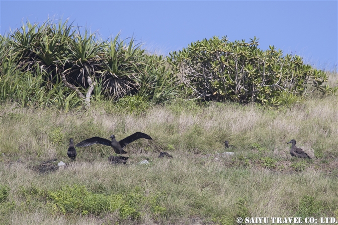 羽ばたきの練習　クロアシアホウドリ　聟島 (2)