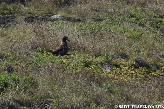 小笠原諸島　聟島列島　聟島　クロアシアホウドリ Black-footed Albatross (5)