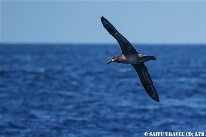 小笠原諸島　聟島列島　聟島　クロアシアホウドリ Black-footed Albatross (9)