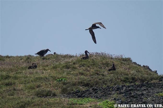 小笠原諸島　聟島列島　聟島　クロアシアホウドリ Black-footed Albatross (4)