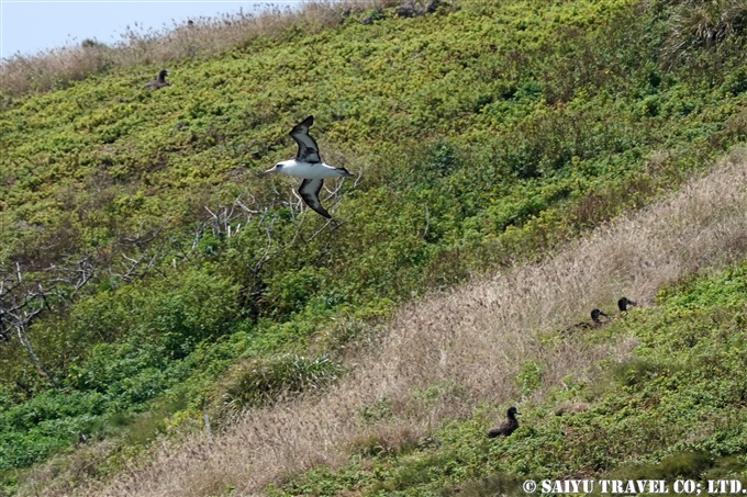 小笠原諸島　聟島列島　聟島　クロアシアホウドリ Black-footed Albatross (3)