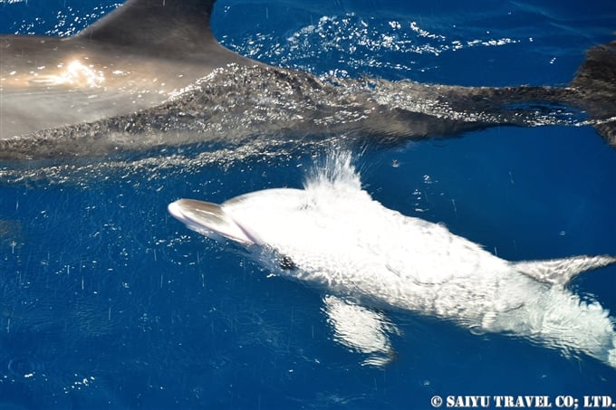 小笠原諸島　嫁島　聟島列島　白いミナミハンドウイルカ　Indo-pacific bottlenose dolphin
