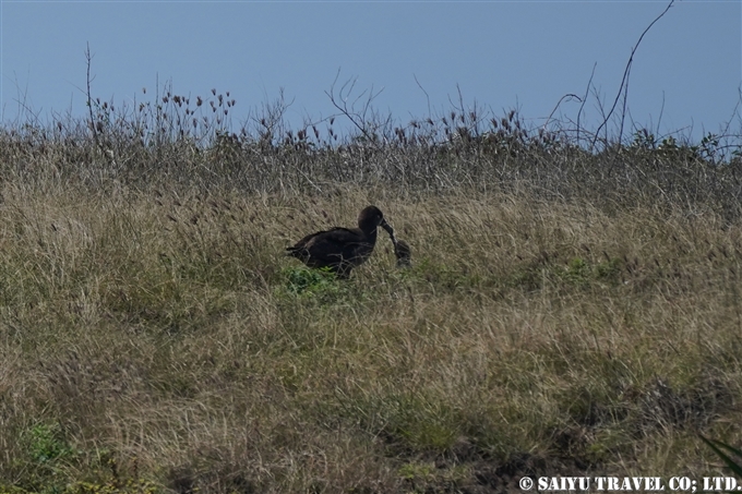 小笠原諸島　聟島列島　聟島　クロアシアホウドリ Black-footed Albatross (2)