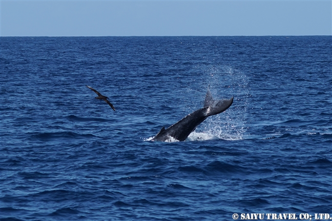 小笠原諸島　聟島列島　聟島　クロアシアホウドリ Black-footed Albatross (6)