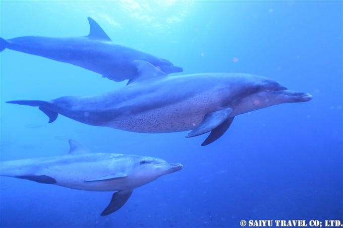 小笠原諸島　嫁島　聟島列島　白いミナミハンドウイルカ　Indo-pacific bottlenose dolphin (2)