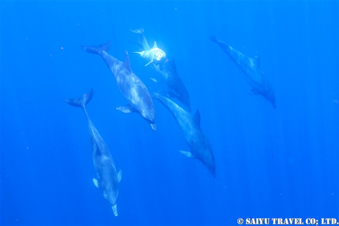 小笠原諸島　嫁島　聟島列島　白いミナミハンドウイルカ　Indo-pacific bottlenose dolphin (7)