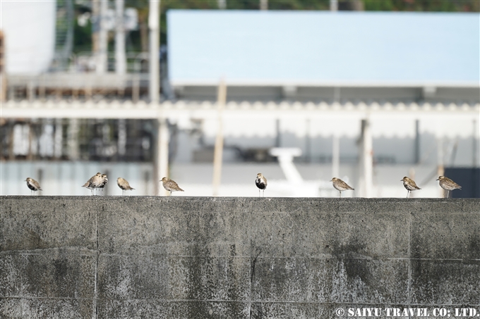 小笠原諸島　父島　トビウオ桟橋のムナグロ　Pacific Golden Plover (5)