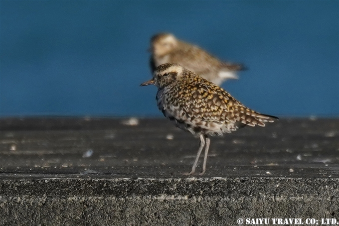 小笠原諸島　父島　トビウオ桟橋のムナグロ　Pacific Golden Plover (2)