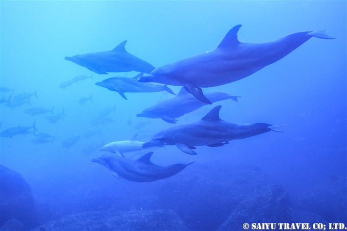 小笠原諸島　嫁島　聟島列島　白いミナミハンドウイルカ　Indo-pacific bottlenose dolphin (3)