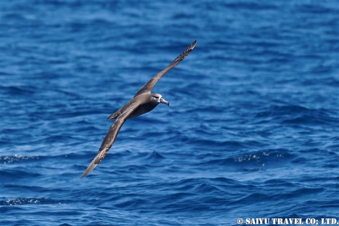 小笠原諸島　聟島列島　聟島　クロアシアホウドリ Black-footed Albatross (7)