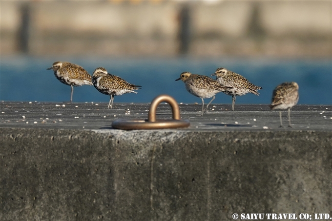 小笠原諸島　父島　トビウオ桟橋のムナグロ　Pacific Golden Plover (3)