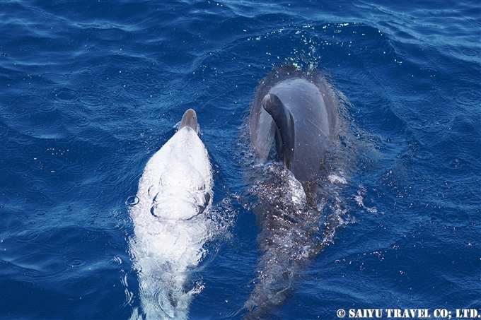 小笠原諸島　嫁島　聟島列島　白いミナミハンドウイルカ　Indo-pacific bottlenose dolphin (1)