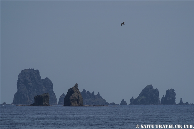 小笠原諸島　聟島列島　聟島　クロアシアホウドリ Black-footed Albatross (1)