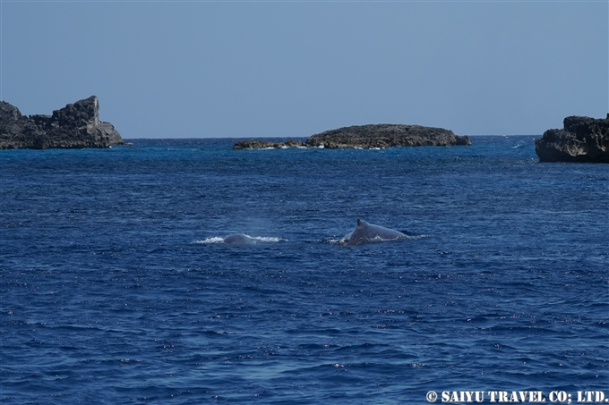 ザトウクジラ　小笠原諸島　閂ロック　Humpback Whale (2)