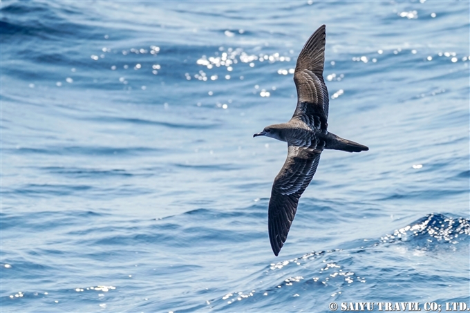 オナガミズナギドリ Wedge-tailed shearwater 小笠原諸島　聟島列島 (6)