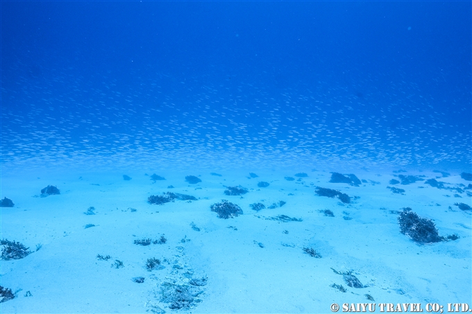 ミナミイカナゴ　小笠原諸島　閂ロック