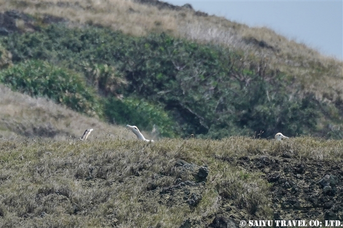 聟島　アホウドリのデコイ