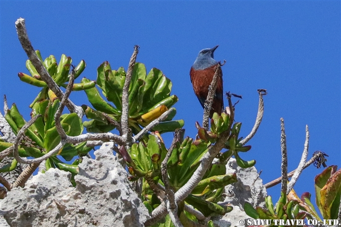 イソヒヨドリ　Blue rock thrush 南島　小笠原諸島　 (5)