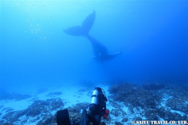 ザトウクジラ　小笠原諸島　閂ロック　Humpback Whale (4)