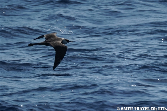 トウゾクカモメPomarine Skua 小笠原諸島