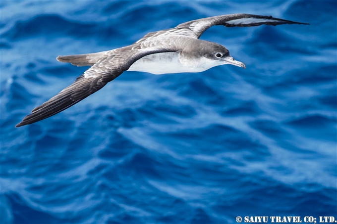 オナガミズナギドリ Wedge-tailed shearwater 小笠原諸島　聟島列島 (3)