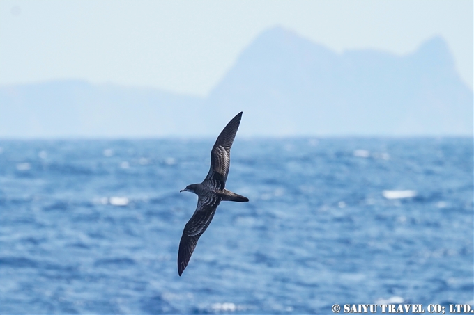 オナガミズナギドリ Wedge-tailed shearwater 小笠原諸島　聟島列島 (7)