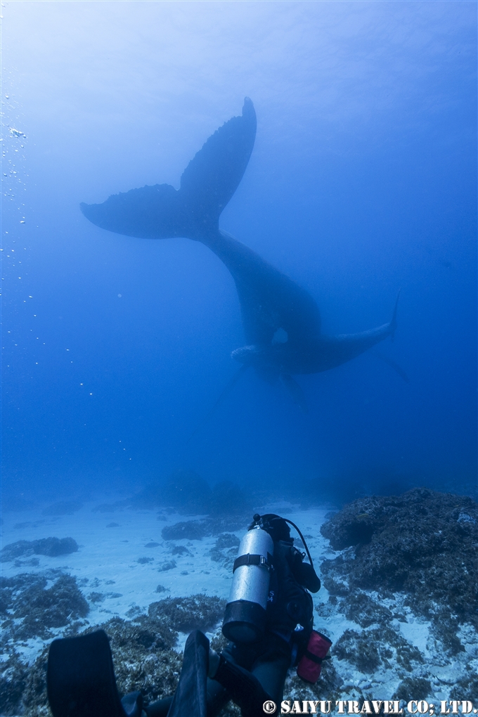 ザトウクジラ　小笠原諸島　閂ロック　Humpback Whale (1)