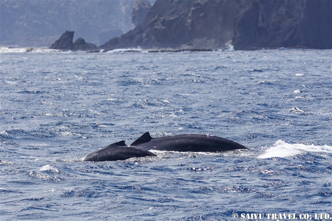 ザトウクジラ　南島　小笠原諸島　 (1)