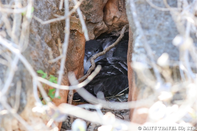 オナガミズナギドリ　繁殖　南島　小笠原諸島　 (6)