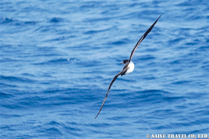 オナガミズナギドリ Wedge-tailed shearwater 小笠原諸島　聟島列島 (4)