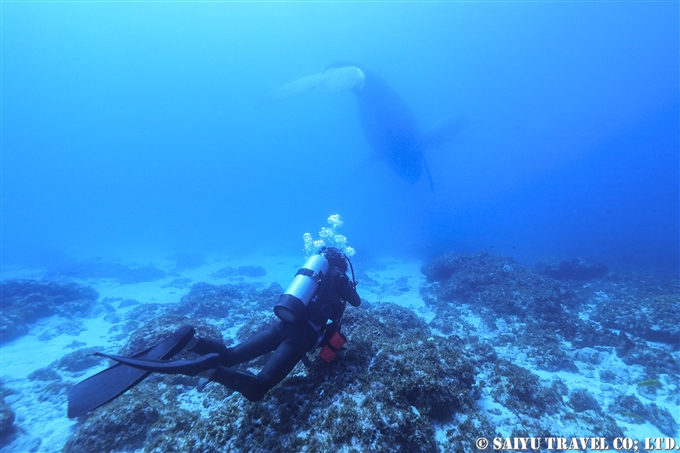 ザトウクジラ　小笠原諸島　閂ロック　Humpback Whale (3)