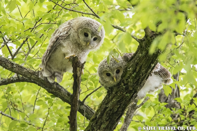 エゾフクロウの雛　Ezo-ural owl chick Hokkaido Japan (4)