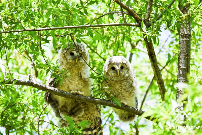 エゾフクロウの雛　Ural Owl 釧路　北海道　知床サライ (4)