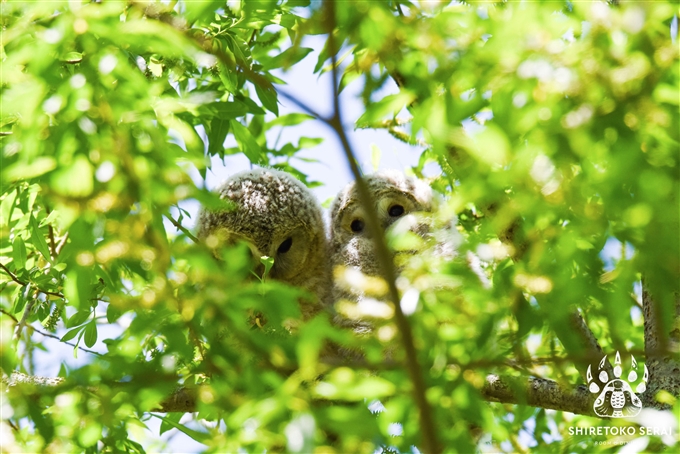 エゾフクロウの雛　Ural Owl 釧路　北海道　知床サライ (5)