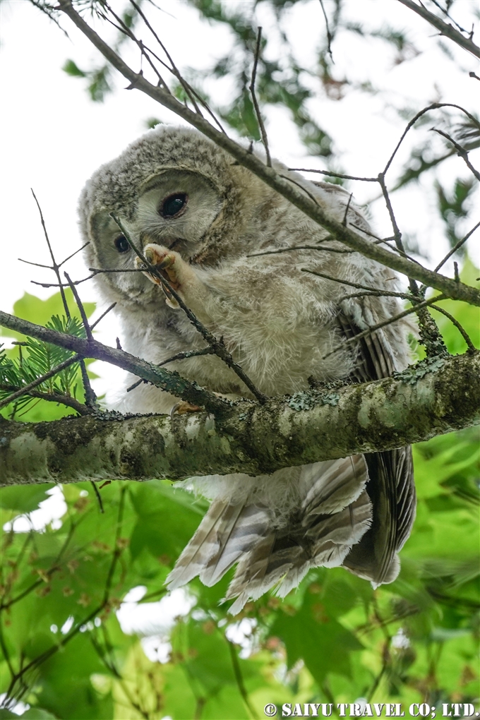 エゾフクロウの雛　Ezo-ural owl chick Hokkaido Japan (1)