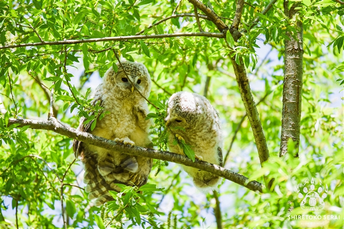 エゾフクロウの雛　Ural Owl 釧路　北海道　知床サライ (7)