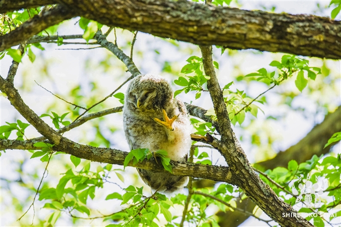 エゾフクロウの雛　Ural Owl 釧路　北海道　知床サライ (2)