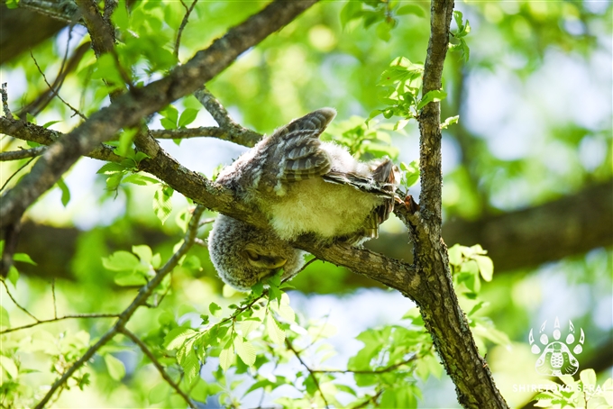 エゾフクロウの雛　Ural Owl 釧路　北海道　知床サライ (6)