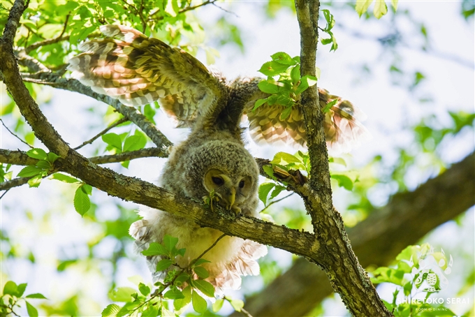 エゾフクロウの雛　Ural Owl 釧路　北海道　知床サライ (3)