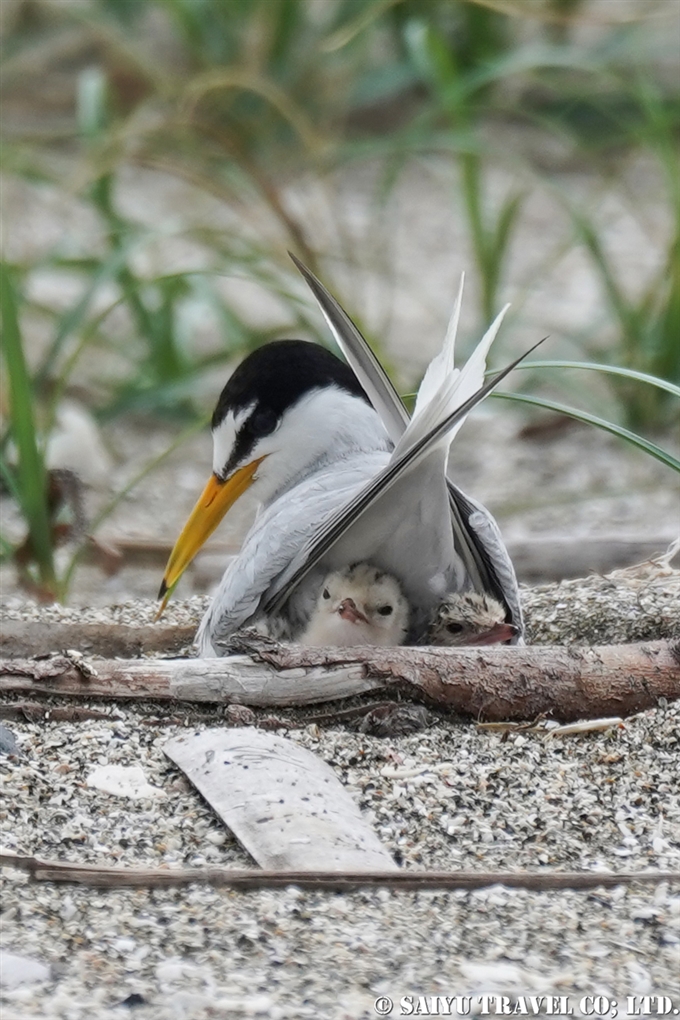 コアジサシ繁殖地　検見川浜　Little Tern Kemigawahama breedng ground(3)