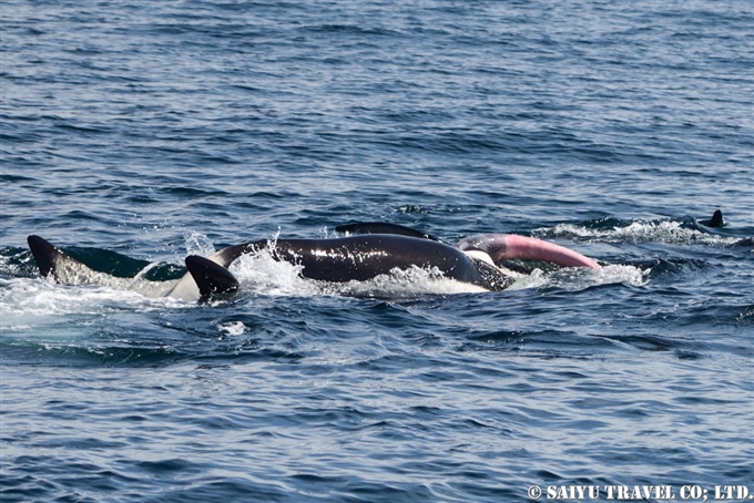 シャチのペニス　羅臼　根室海峡　知床半島