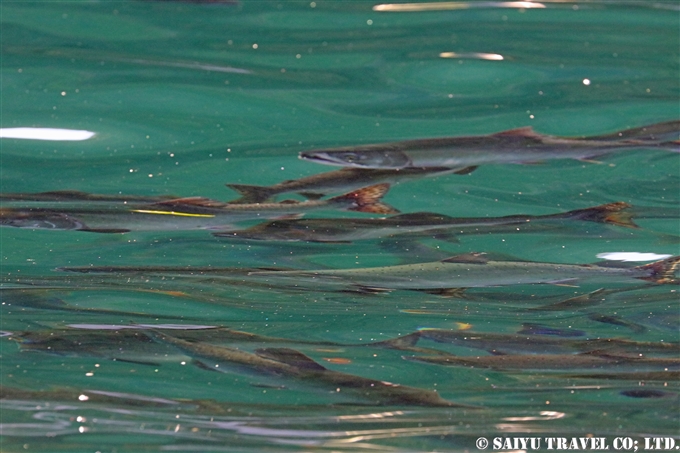 カラフトマス　知床半島　秋　遡上　Pink Salmon run Shiretoko Peninsula (1)