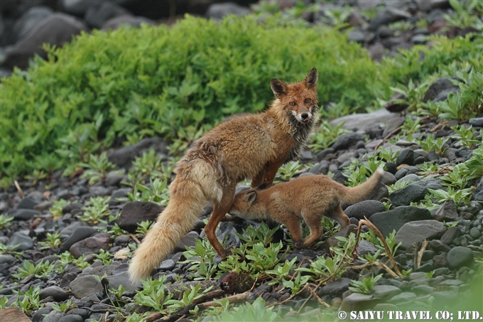 キタキツネ　知床半島　子育て　Ezo Red Fox Shiretoko Pninsula (2)